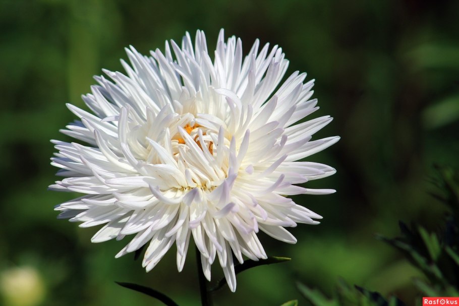 Астра китайская Бонита микс