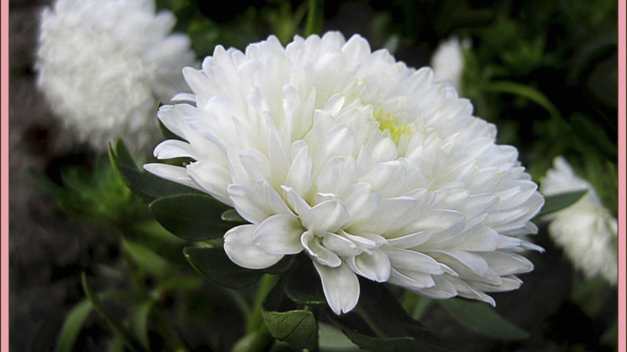 Астра остролистная