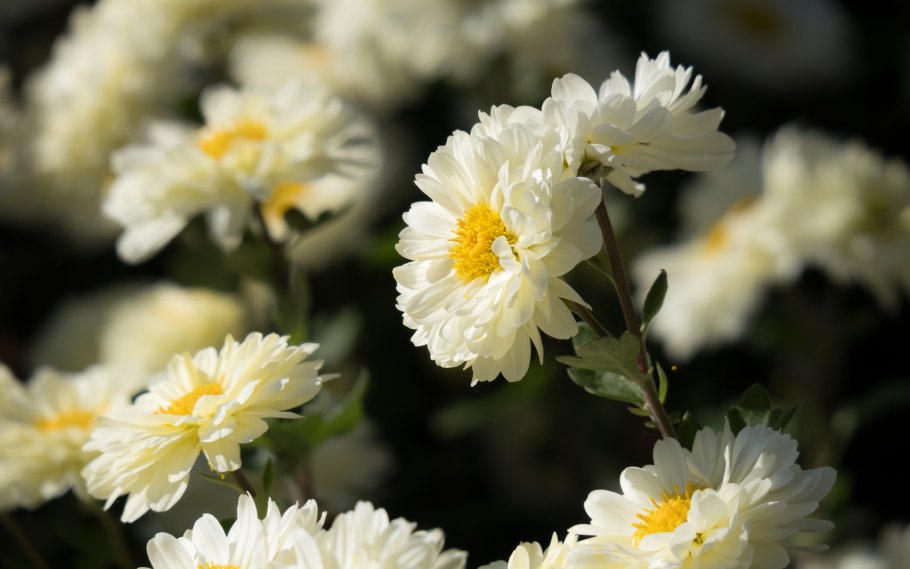 Астра белая цветок