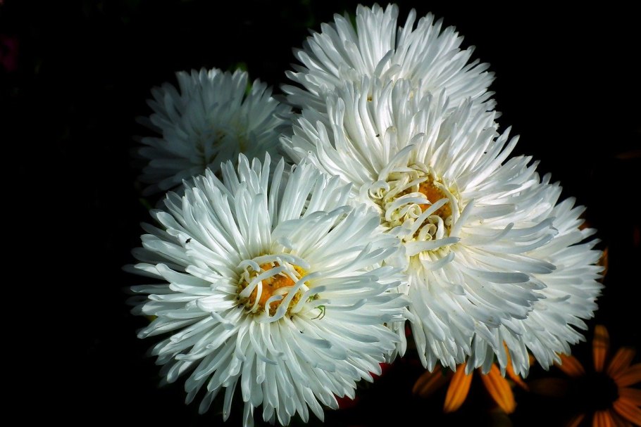 Астра китайская Хризантелла призрак