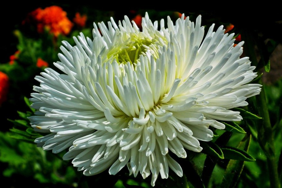 Астра Аполло