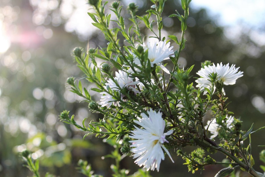 Астры белые Серпухов цена
