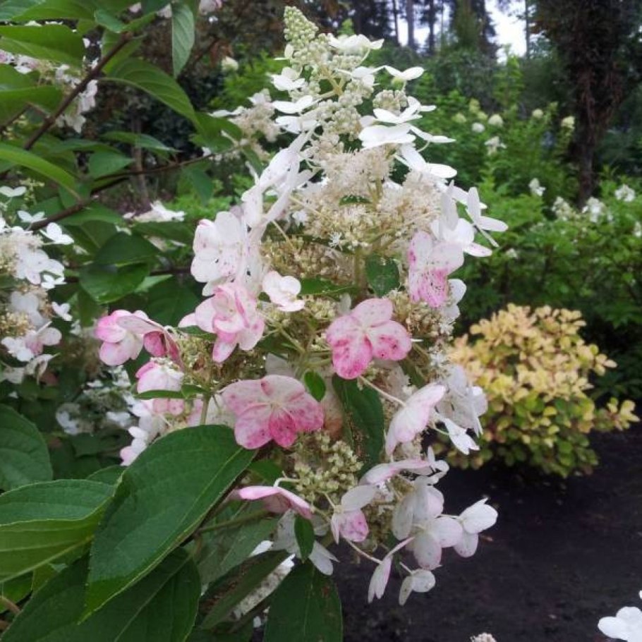 Гортензия Эрли сенсатион