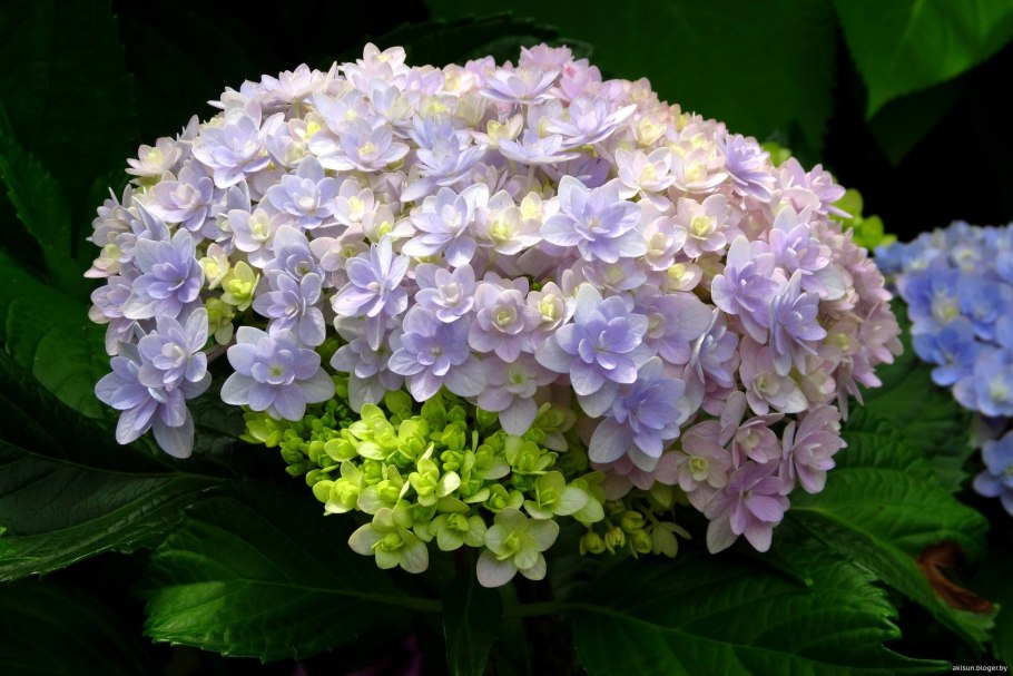 Hydrangea paniculata Polestar ® 'breg14'