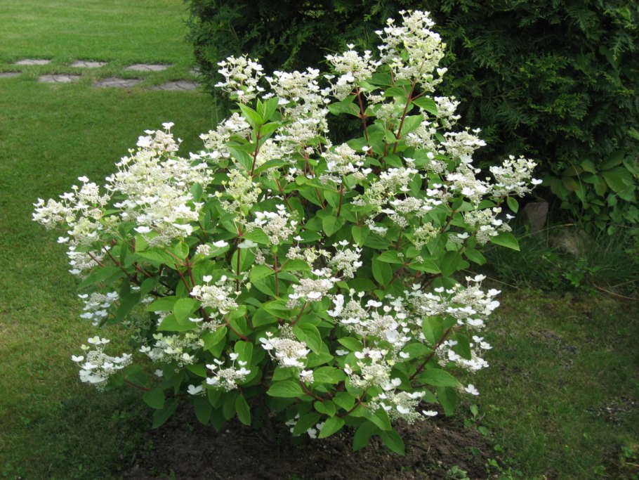 Херли сенсейшен гортензия метельчатая