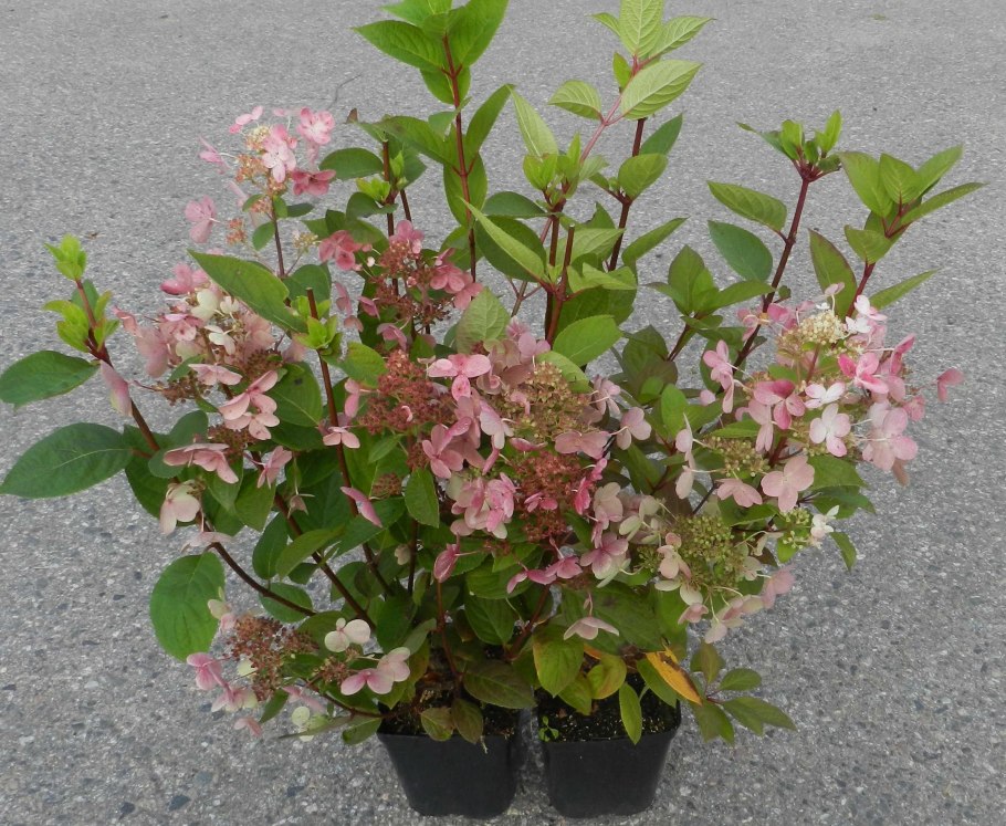 Гортензия Эрли сенсейшен метельчатая