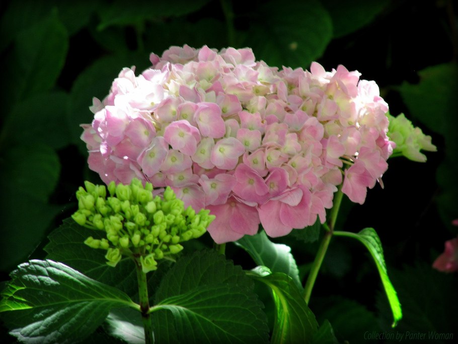 Гортензия метельчатая Дарлидо