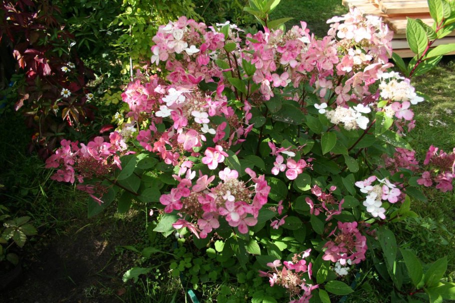 Гортензия эрли сенсейшен