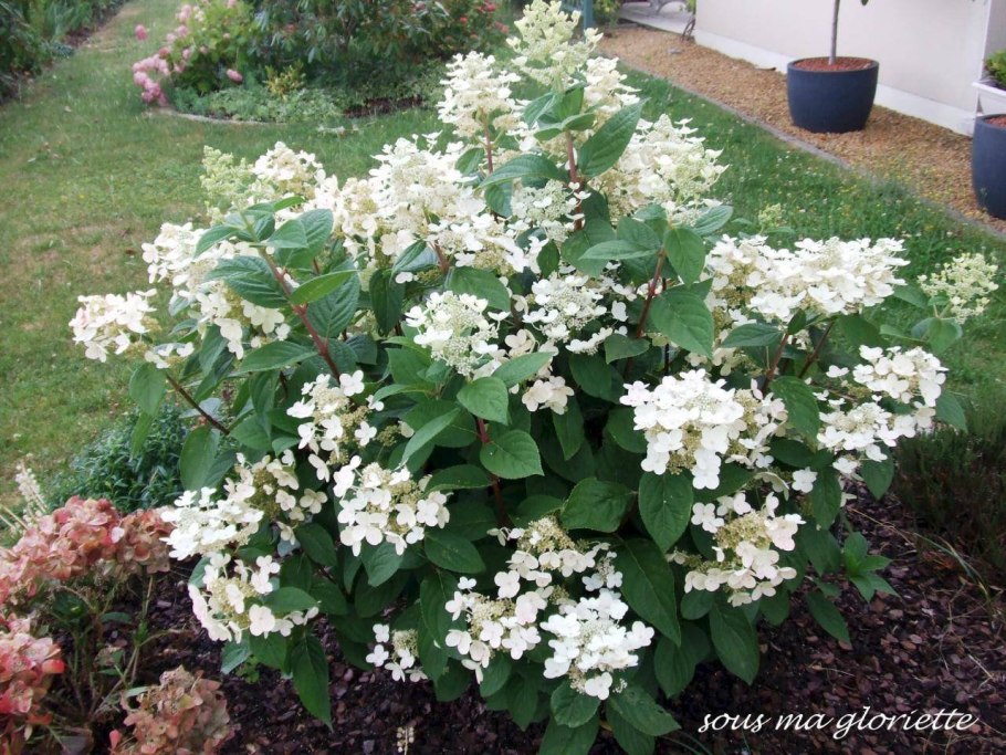 Гортензия травянистая