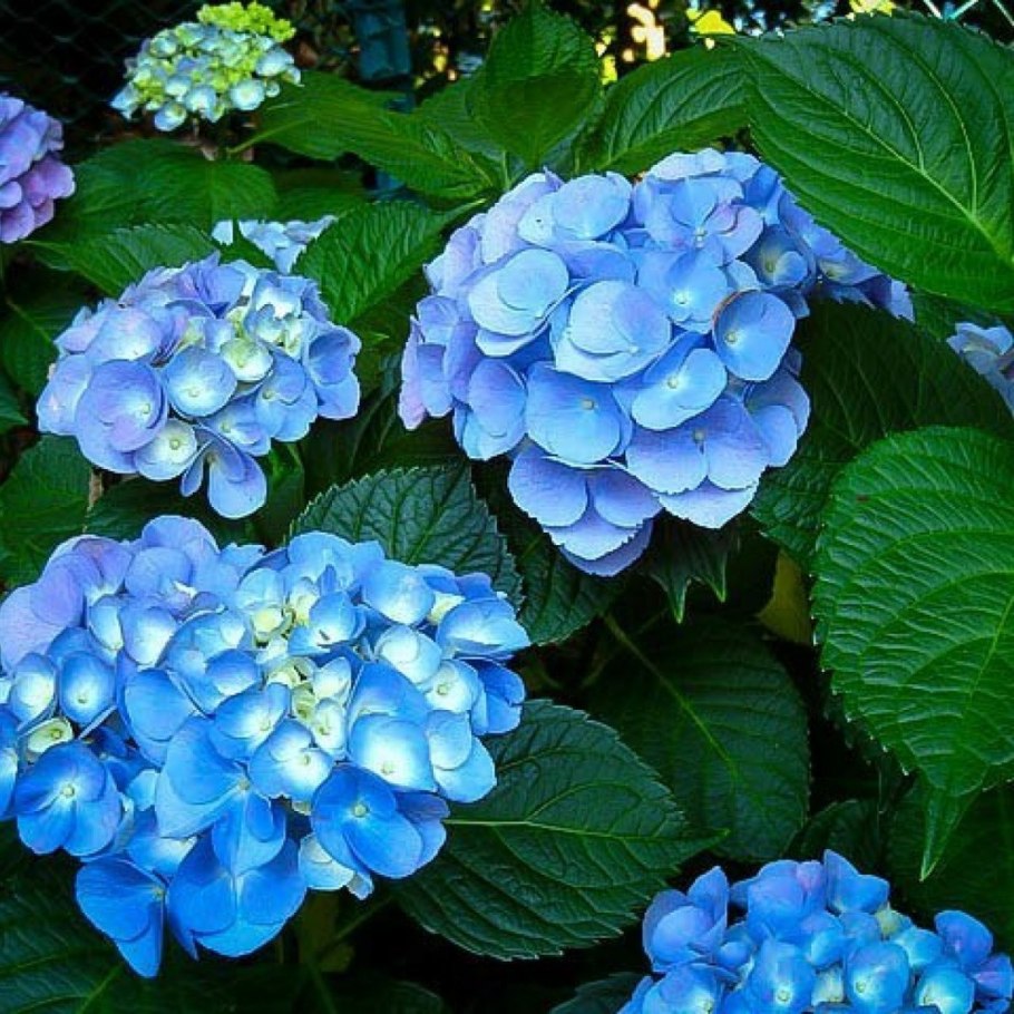 Гортензия саманта крупнолистная