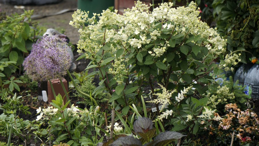 Гортензия метельчатая Эрли Хэрри