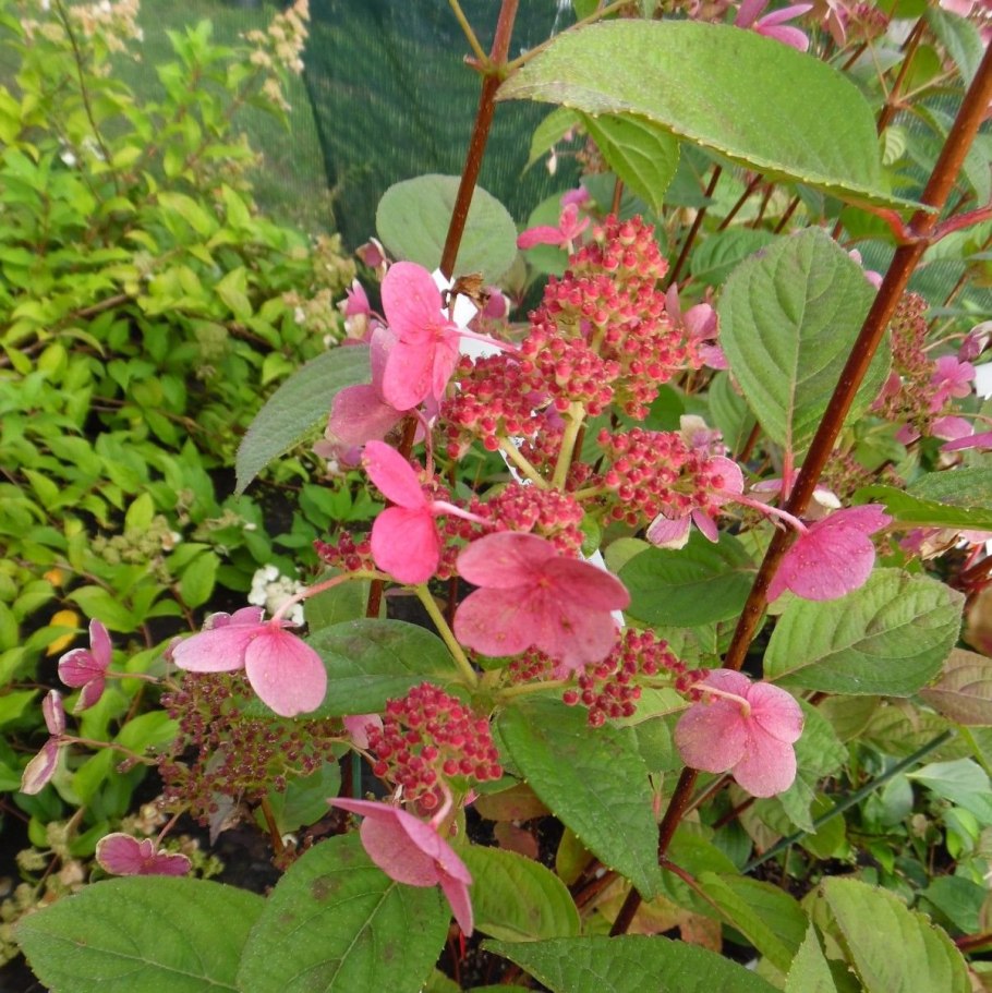 Гортензия метельчатая Эрли Хэрри