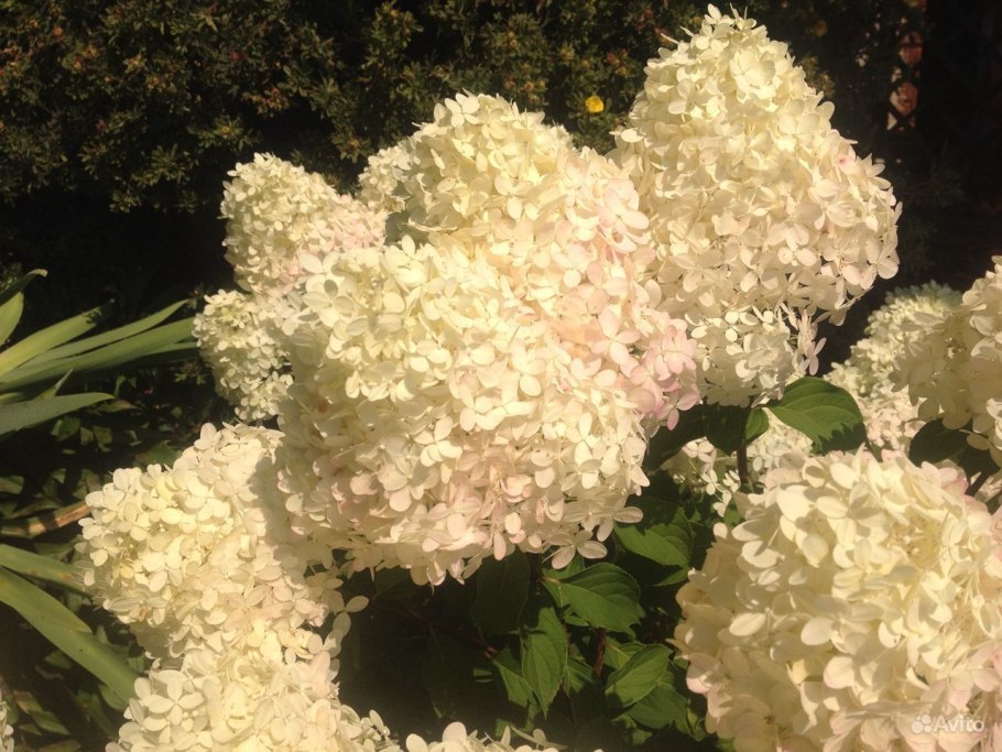 Гортензия метельчатая Hydrangea paniculata early Sensation pa100