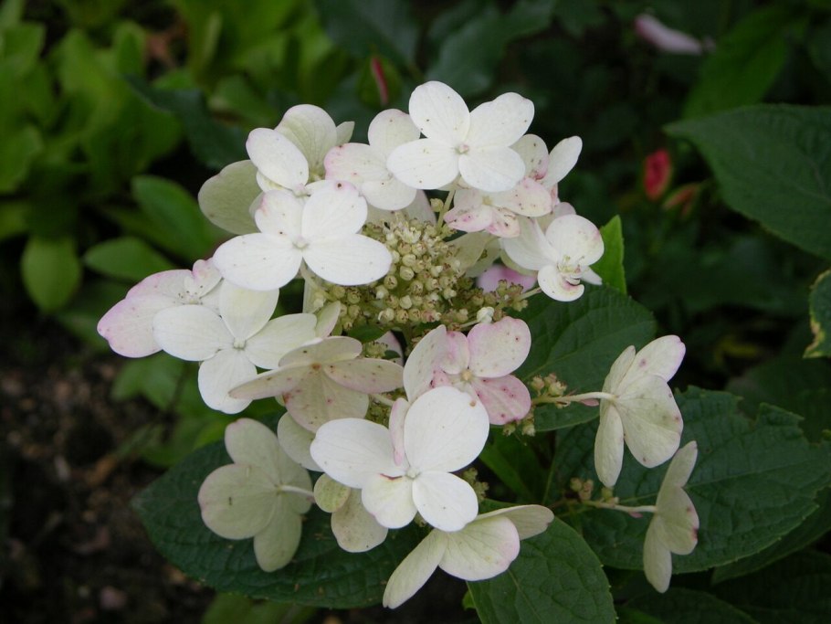 Гортензия Ванилла Фрейз