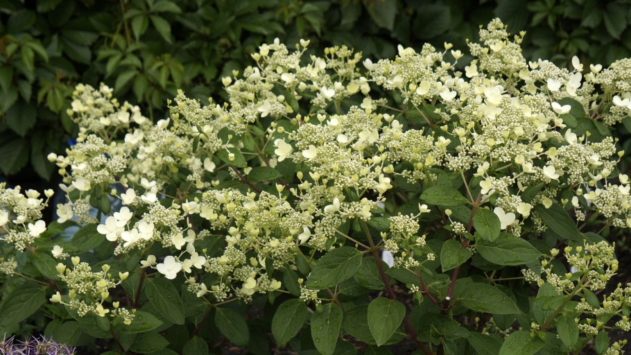 Гортензия метельчатая Эрли Гарри