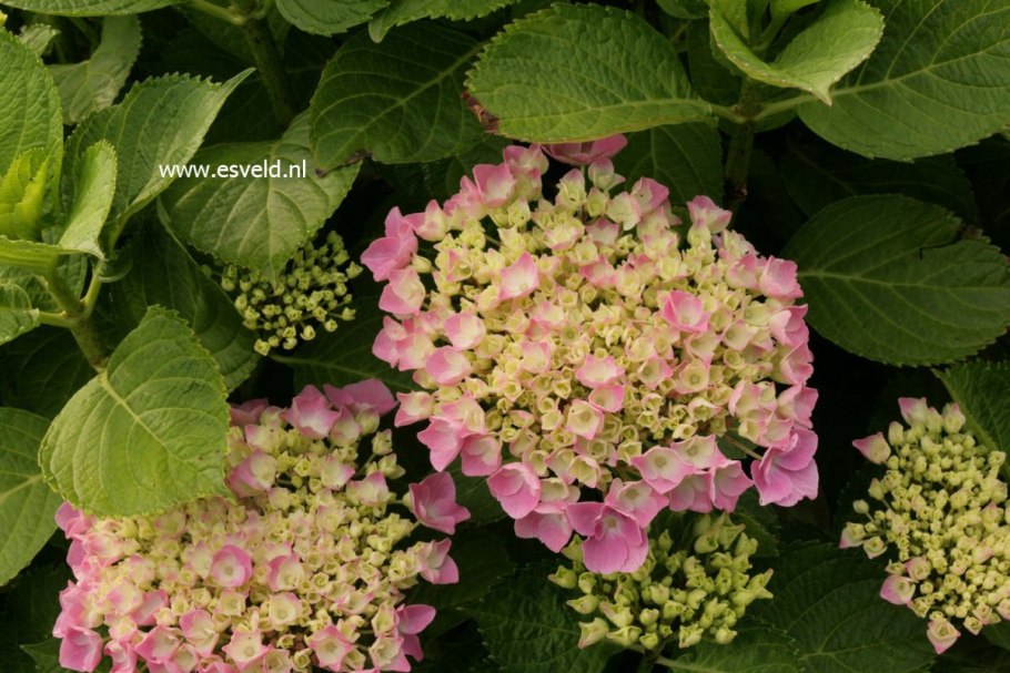 Гортензия Эрли сенсейшен метельчатая