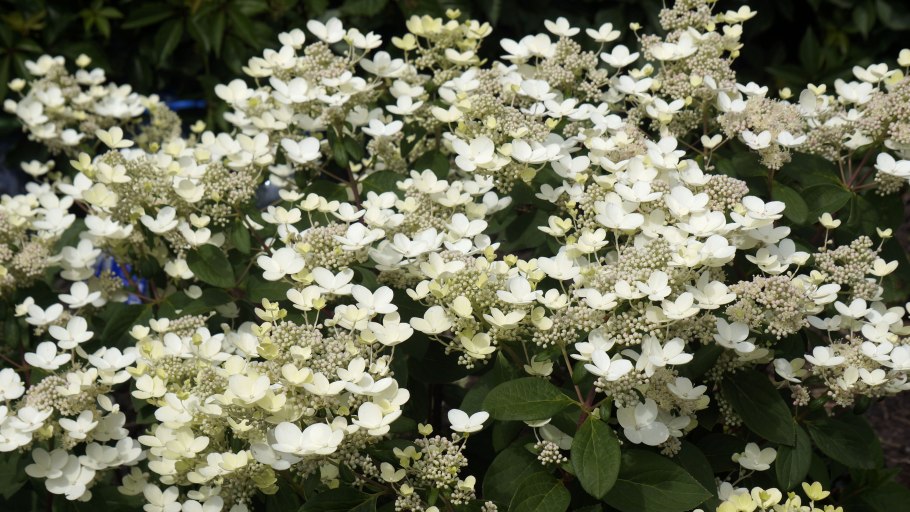 Гортензия early Sensation