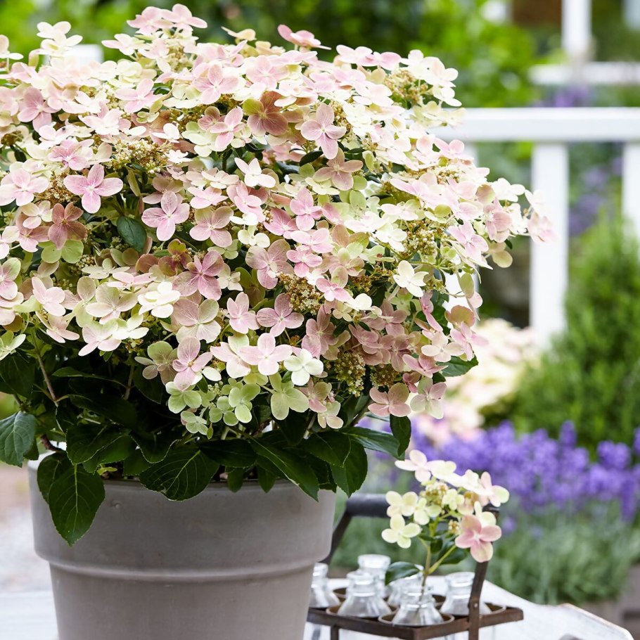 Гортензия крупнолистная сенсейшен