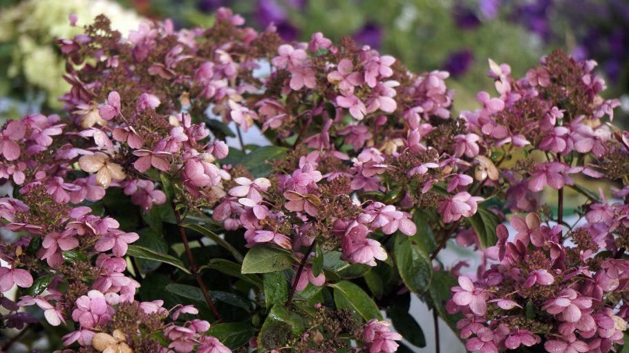 Гортензия early Sensation