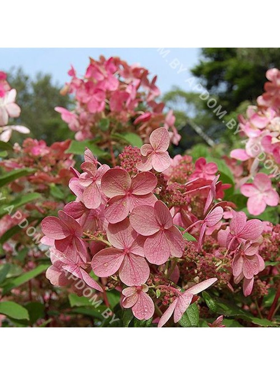 Гортензия Эрли сенсейшен