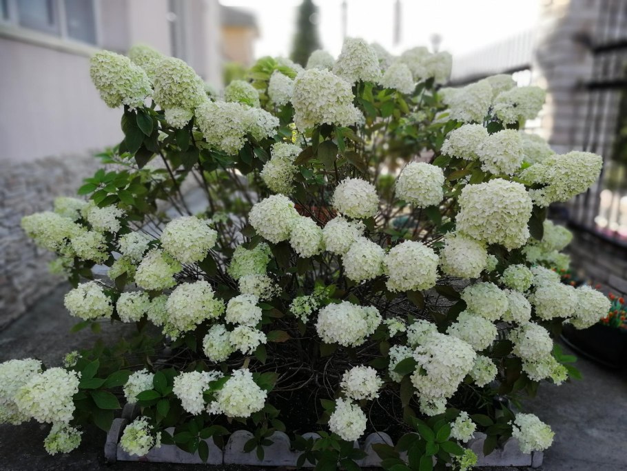 Гортензия метельчатая early Sensation