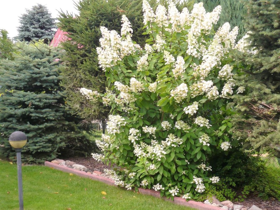 Лаймлайт гортензия метельчатая в ландшафтном