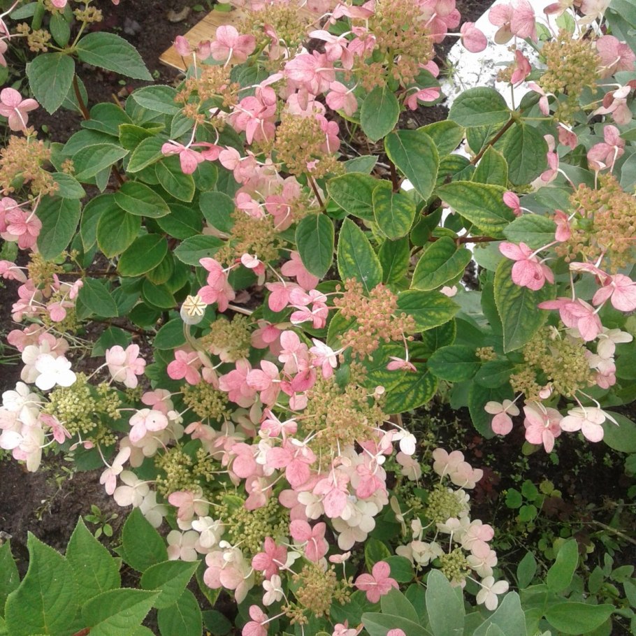 Гортензия Эрли Хари