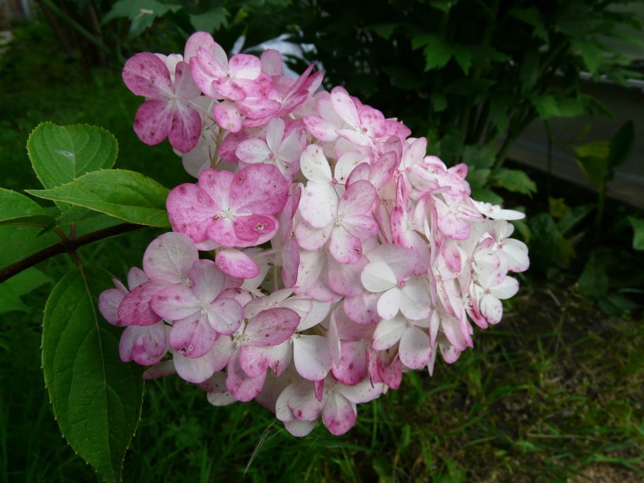 Гортензия метельчатая Пандора