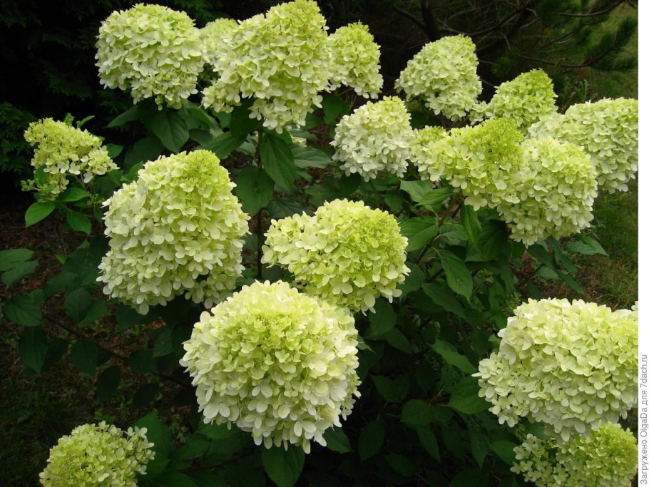 Гортензия early Sensation размер высота рост ширина