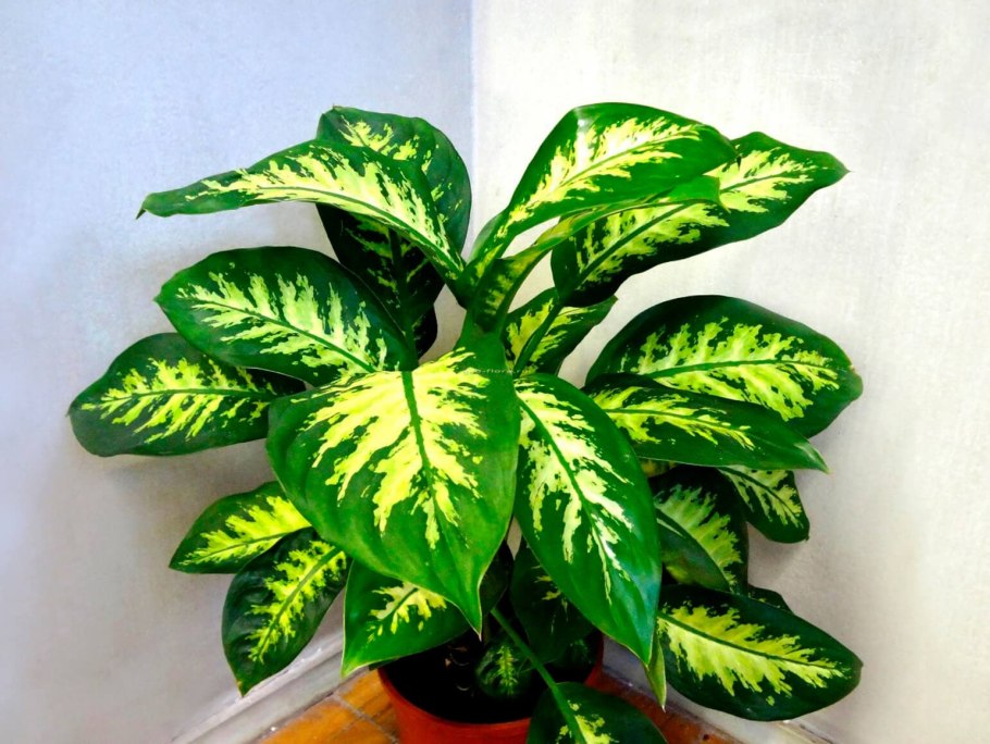 Диффенбахия Seguine Camilla