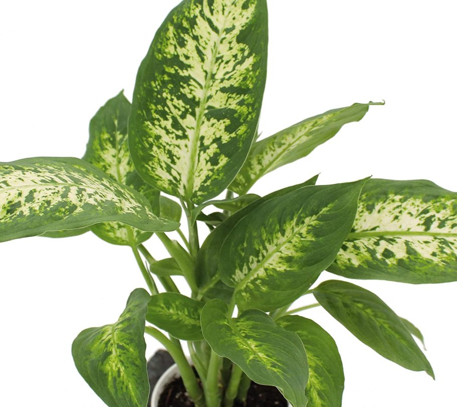 Диффенбахия с желтыми листьями