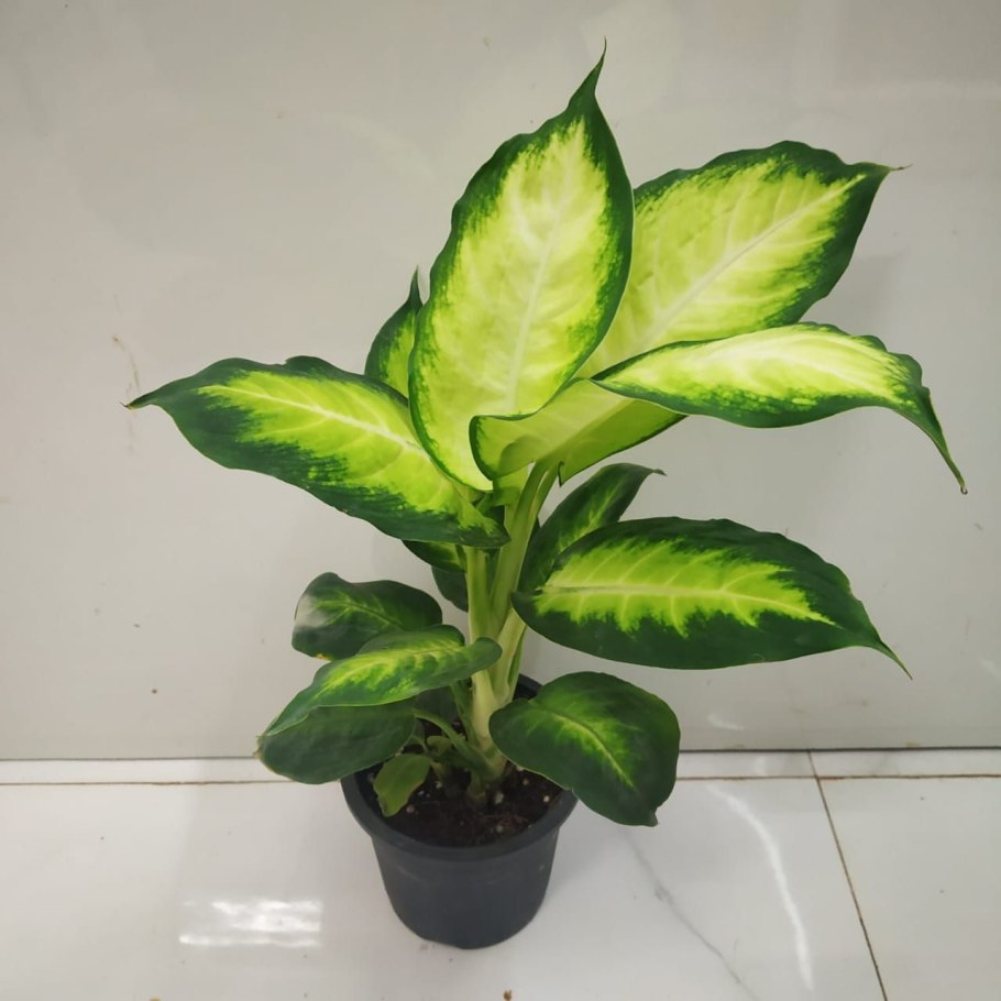 Диффенбахия пятнистая вампир