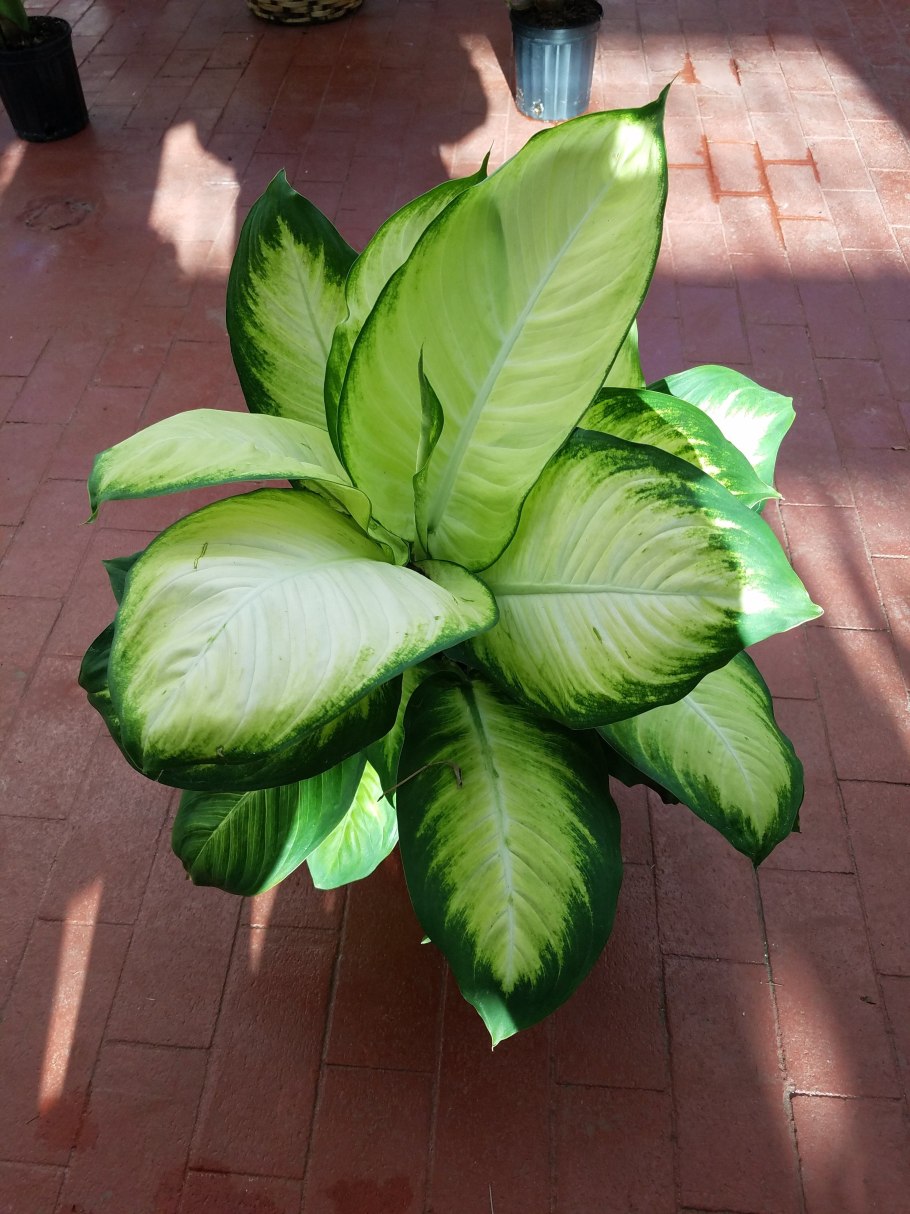 Диффенбахия Crown