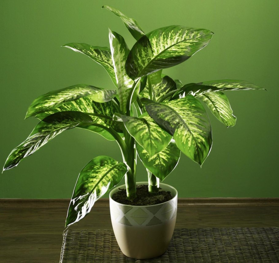 Диффенбахия мужегон