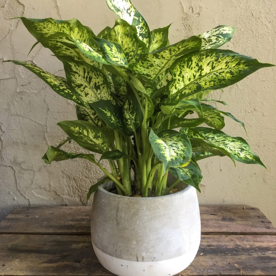 Диффенбахия Dieffenbachia Камилла
