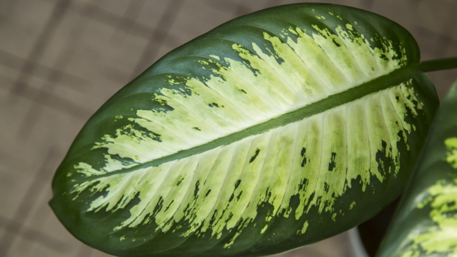 Диффенбахия Марс