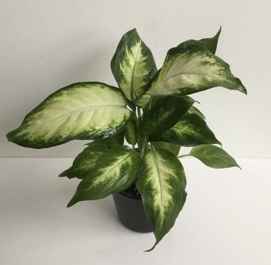Диффенбахия Сегуина Аврора