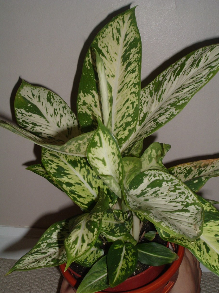 Диффенбахия White Brizard,