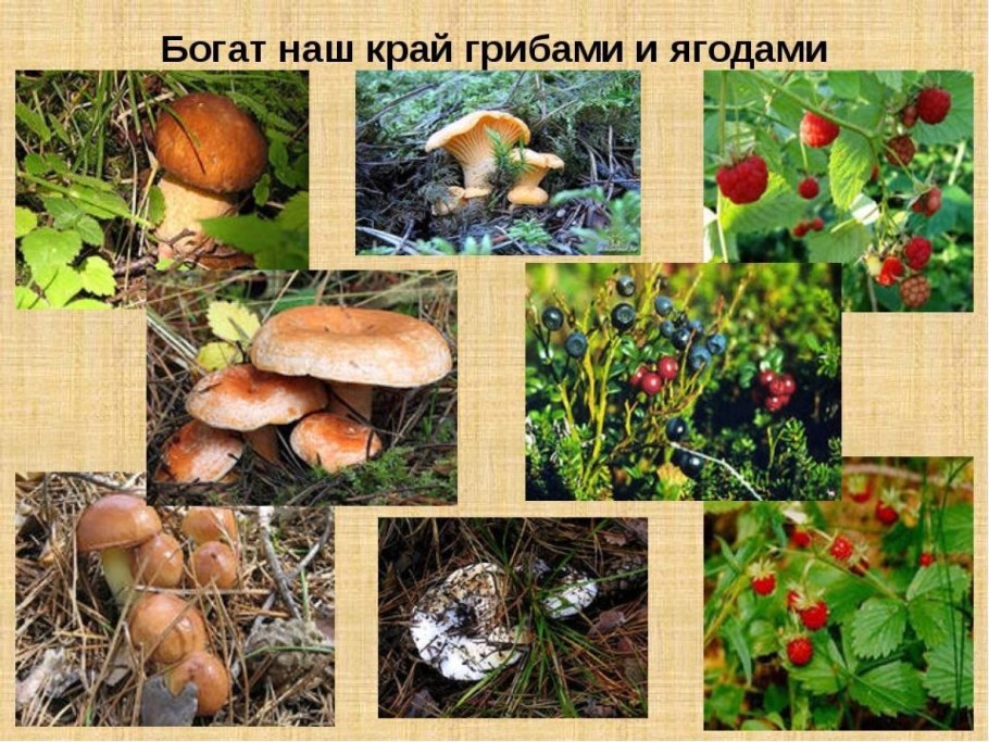 Грибы нашего края