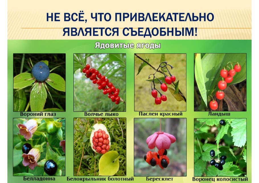 Лесные растения со съедобными плодами и несъедобными