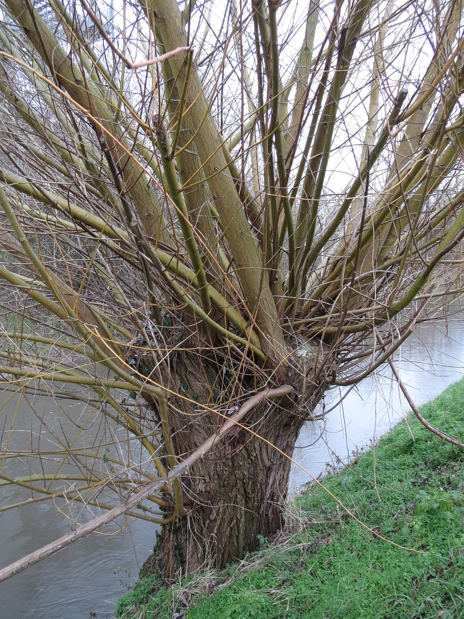 Ива Верба дерево