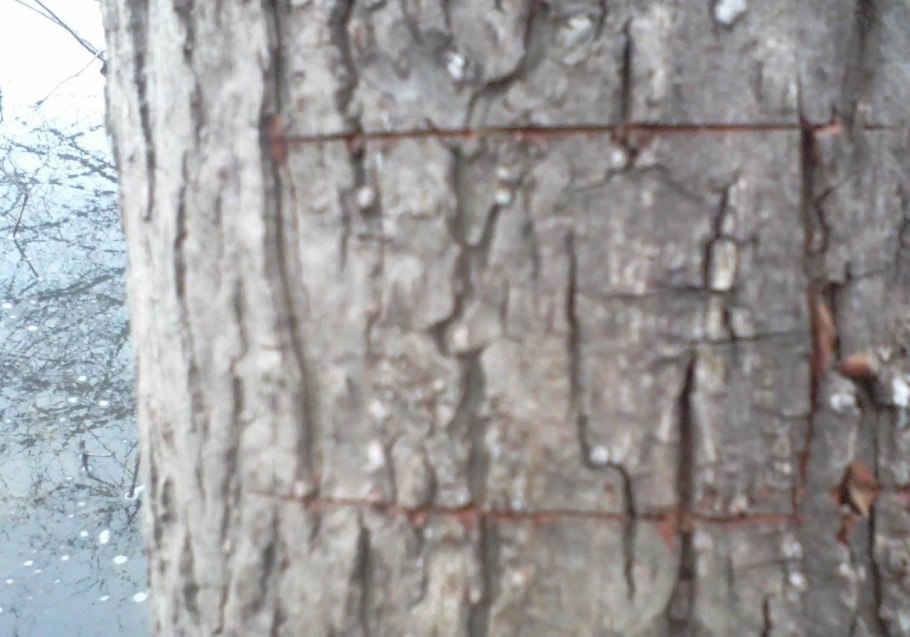 Ива Вавилонская Урал