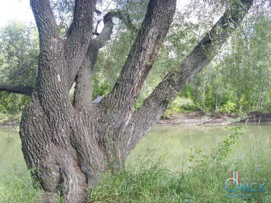 Старая плакучая Ива
