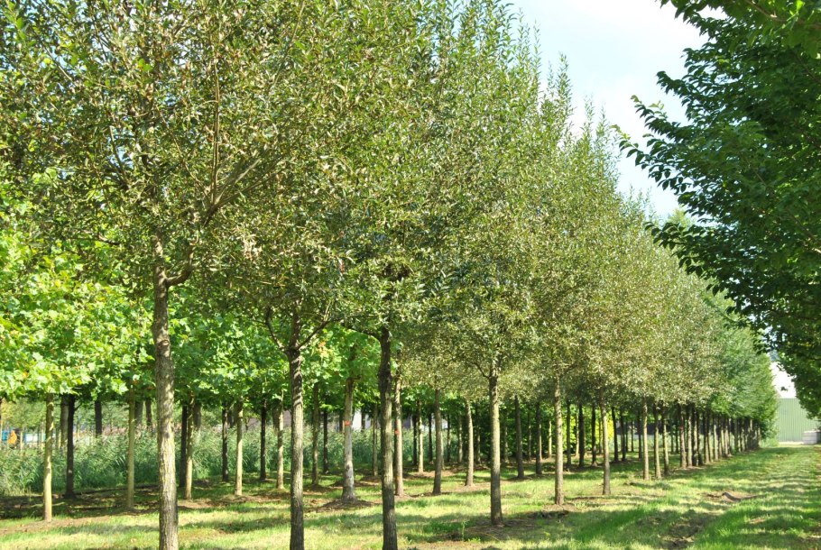 Ива черная дерево