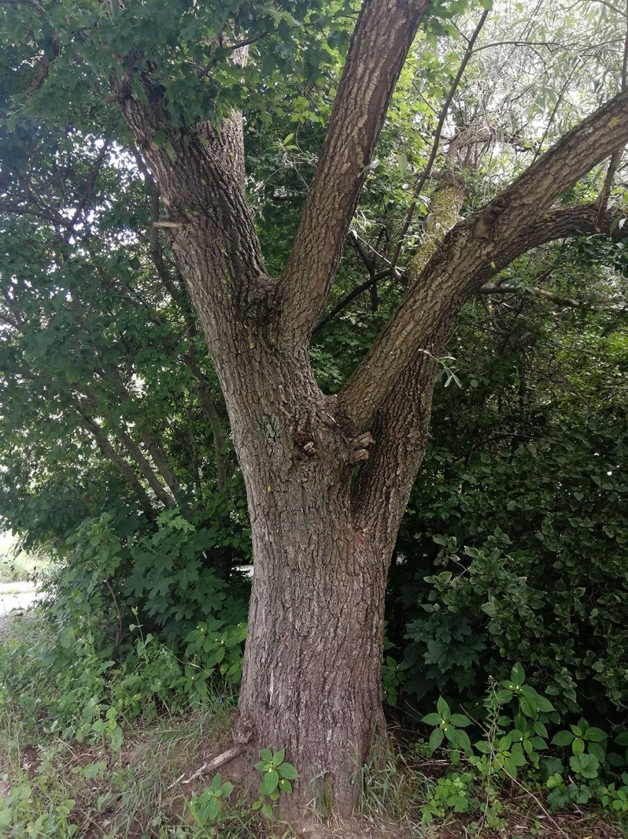 Salix Alba Ива плакучая