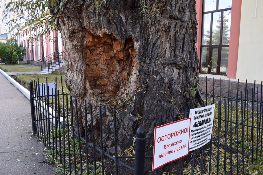 Липа мелколистная ярусность