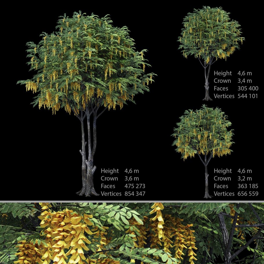 Ива белая плакучая