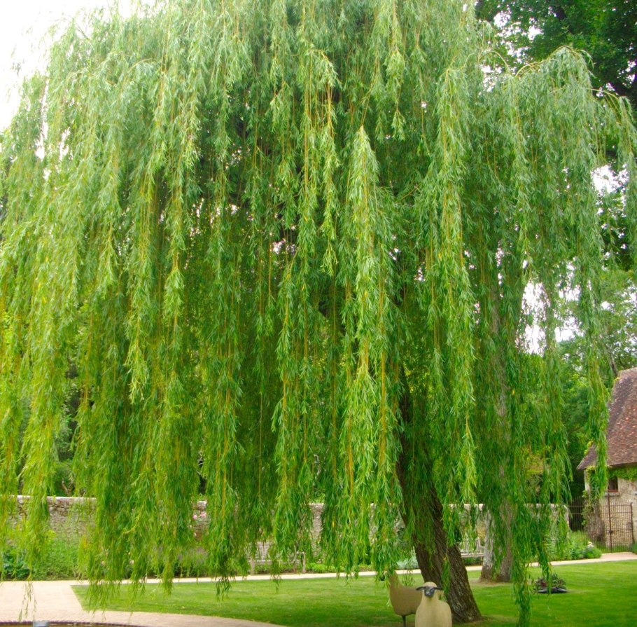 Ива ломкая кора