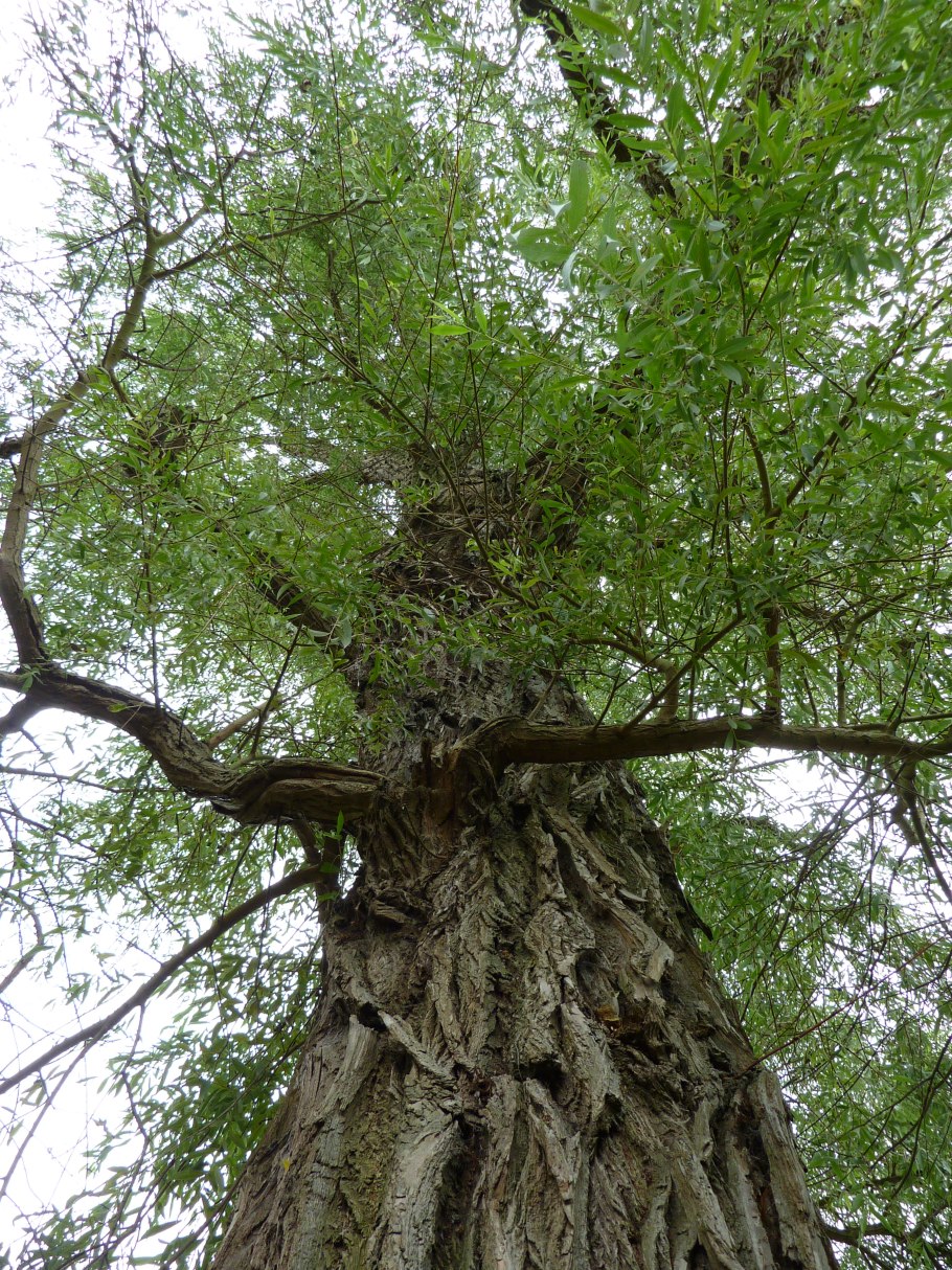 Ива Матсудана модель