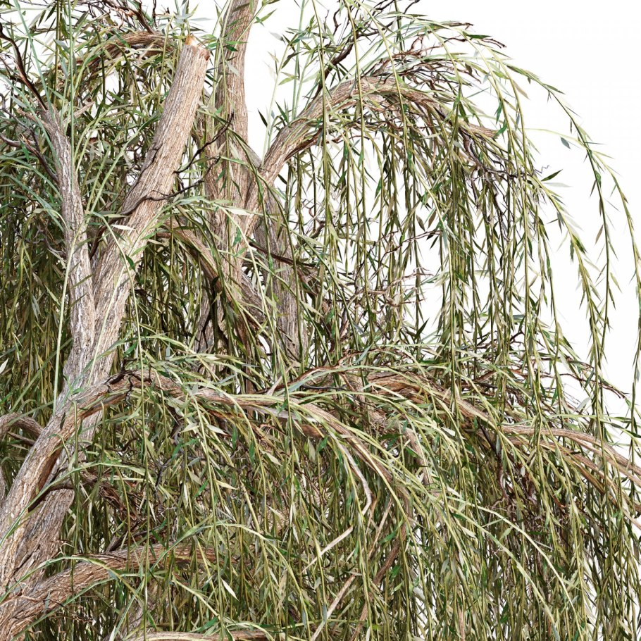 Ива белая "Чермезина" Salix Alba 'Chermesina'